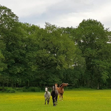 Haras Du Vignault Le Bucher Salbris Esterno foto