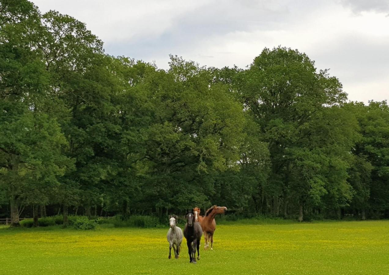 Haras Du Vignault Le Bucher Salbris Esterno foto